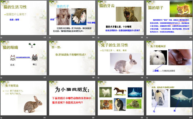 《猫和兔》PPT课件（3）