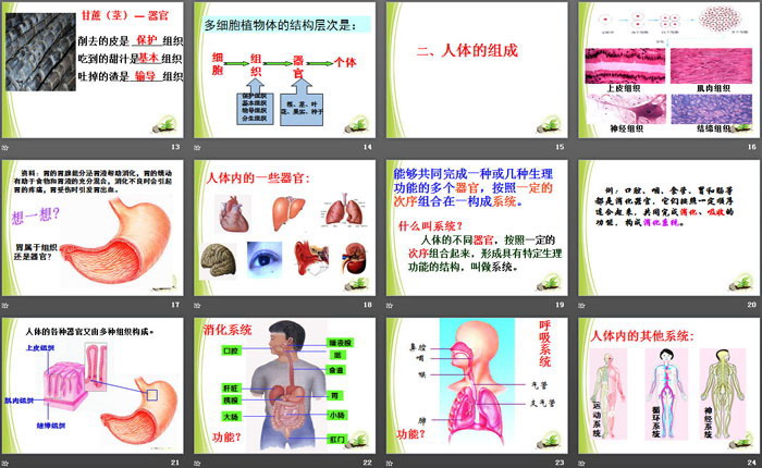 《多细胞生物体的组成》PPT课件（3）