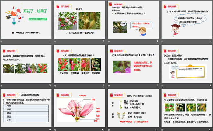 《开花了，结果了》植物的生长变化PPT下载（2）