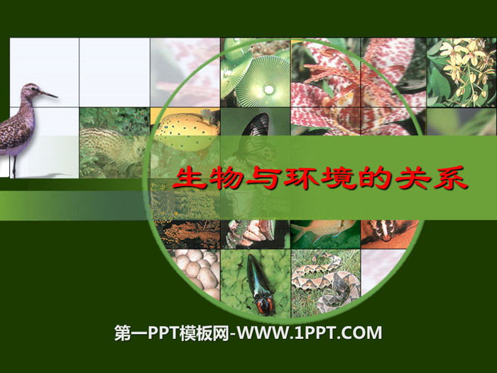 "Relationship between biology and environment" PPT courseware