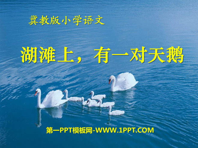 "On the beach, there is a pair of swans" PPT courseware 4