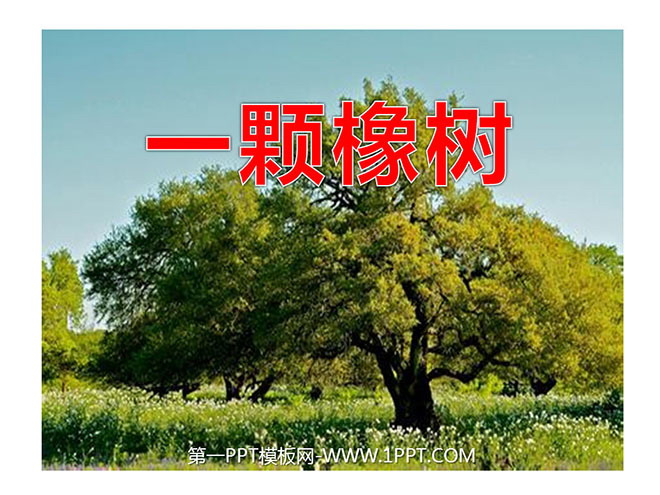 "An Oak Tree" PPT courseware
