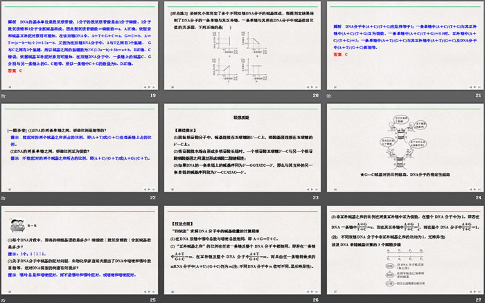 《DNA的结构》基因的本质PPT下载（4）