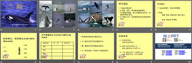 《鲸》PPT课件下载6
（2）