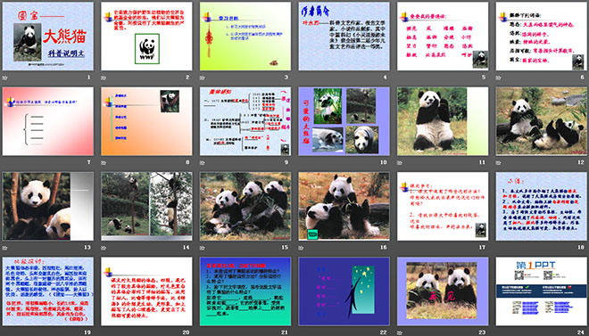《国宝―大熊猫》PPT课件（2）