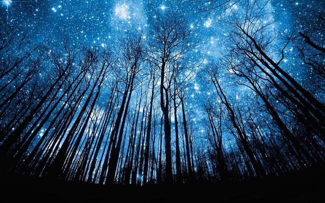 Under the blue starry sky, the back of the deep forest PPT background picture