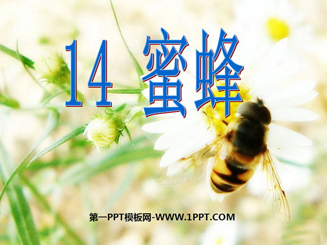 《蜜蜂》PPT教学课件下载3
