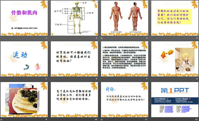 《骨骼和肌肉》人体的奥秘PPT课件2（2）
