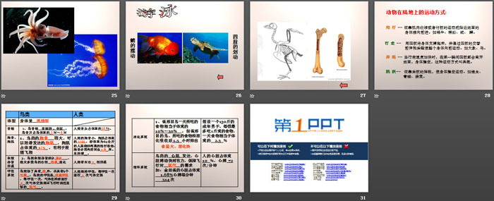 《动物的运动形式和能量供应》PPT课件（4）