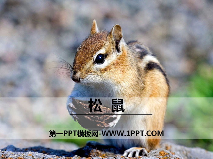 "Squirrel" PPT teaching courseware