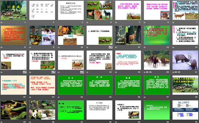 《麋鹿》PPT课件4
(2)