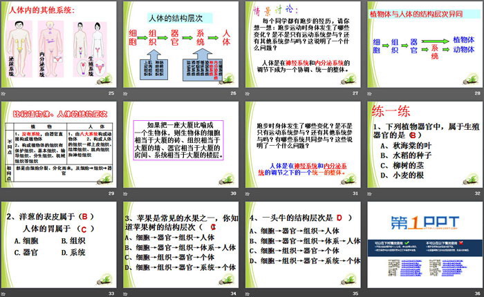 《多细胞生物体的组成》PPT课件（4）