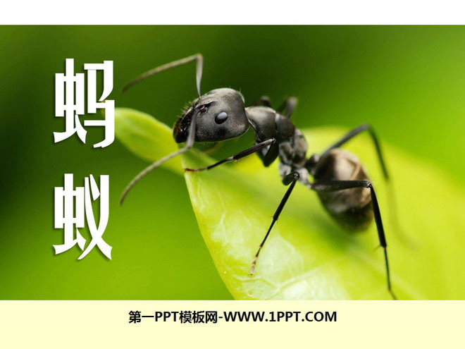 "Ants" PPT courseware 2