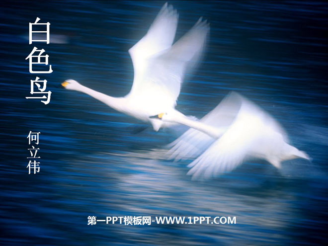 "White Bird" PPT courseware 2