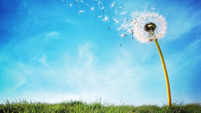 Dandelion slideshow background image