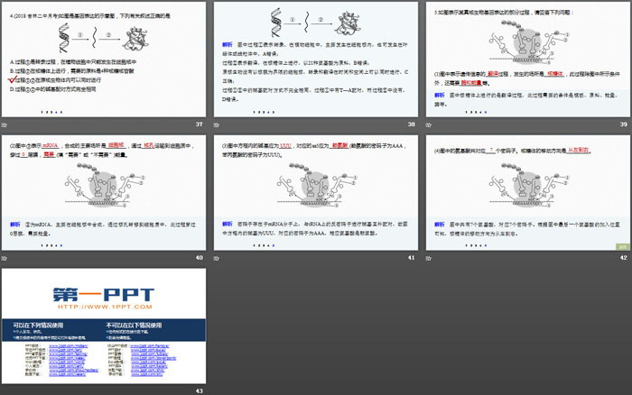 《基因指导蛋白质的合成》基因的表达PPT（6）