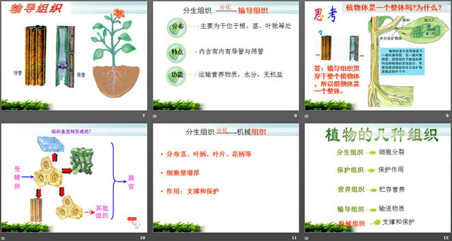《植物体各部分的关系》植物的生命系统PPT课件（3）