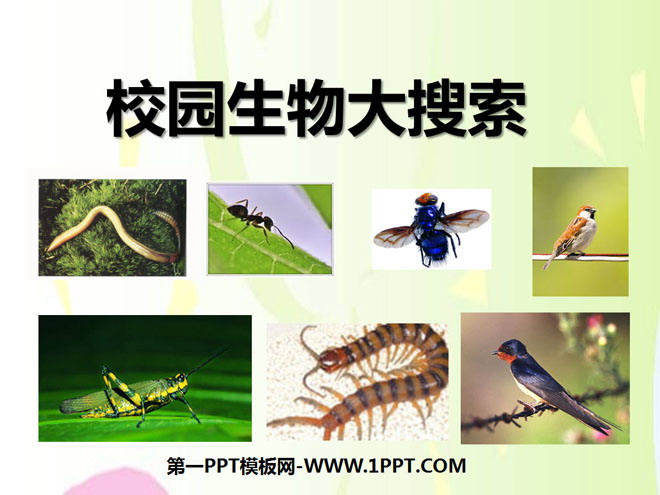 《校园生物大搜索》生物的多样性PPT课件4