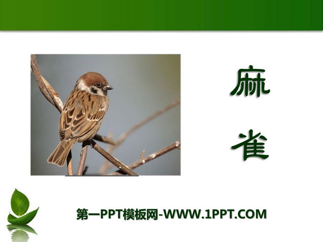 "Sparrow" PPT courseware 6