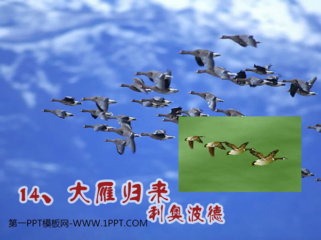"The Return of the Wild Geese" PPT Courseware 3