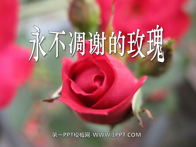 "The Rose That Never Fades" PPT Courseware 4