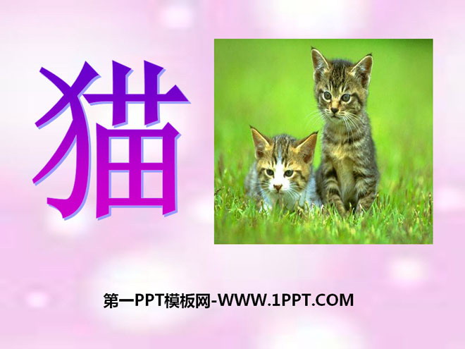 "Cats" Domestic Small Animals PPT Courseware