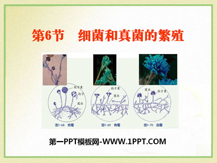 "The Reproduction of Bacteria and Fungi" PPT courseware