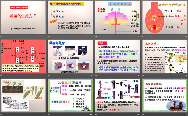 《植物的生殖方式》PPT课件（2）