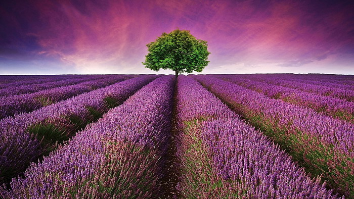 Purple beautiful lavender slideshow background image