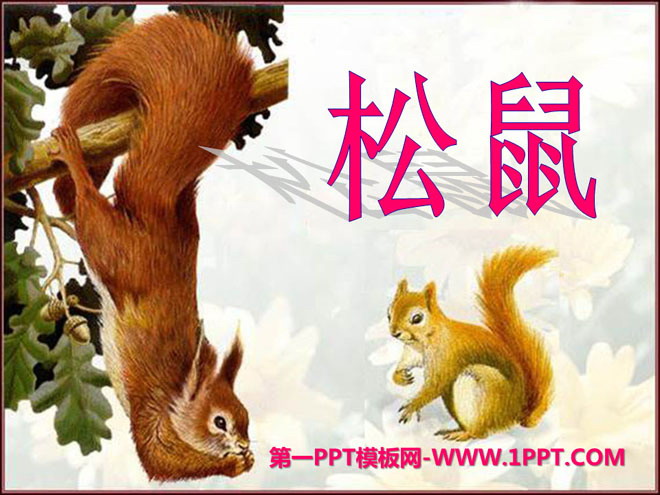 "Squirrel" PPT courseware 10